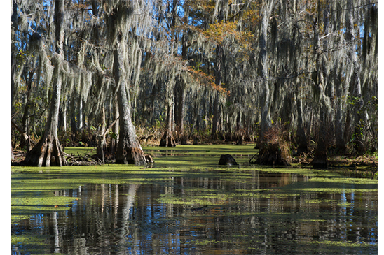 Swamp land near New Orleans